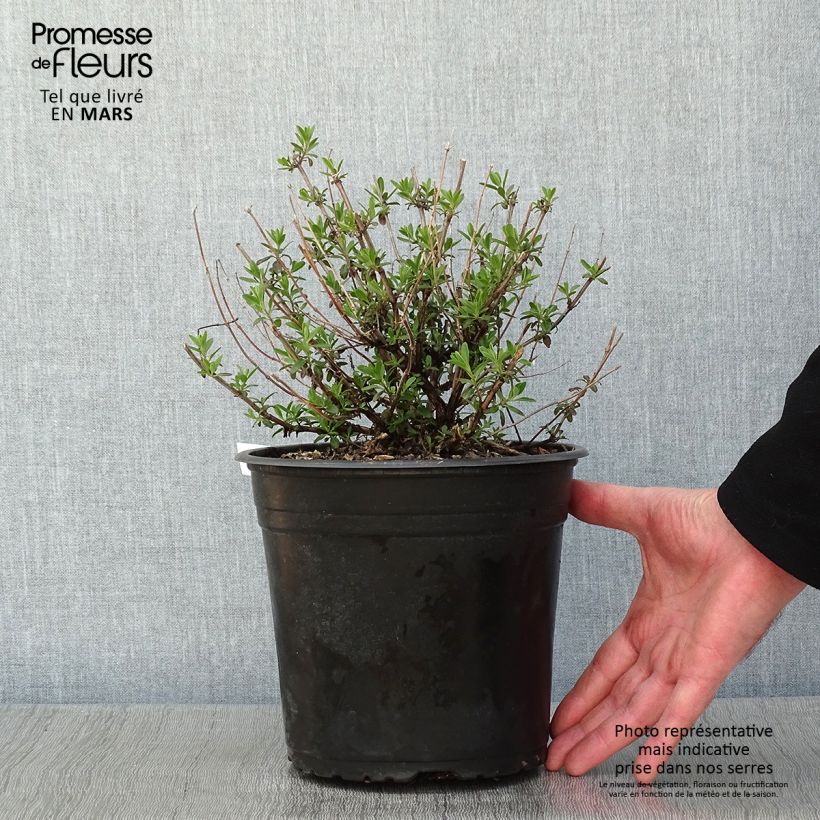 Amostra de Sálvia jamensis Reve Rouge Vaso de 4 L/5 L tal como entregue no inverno