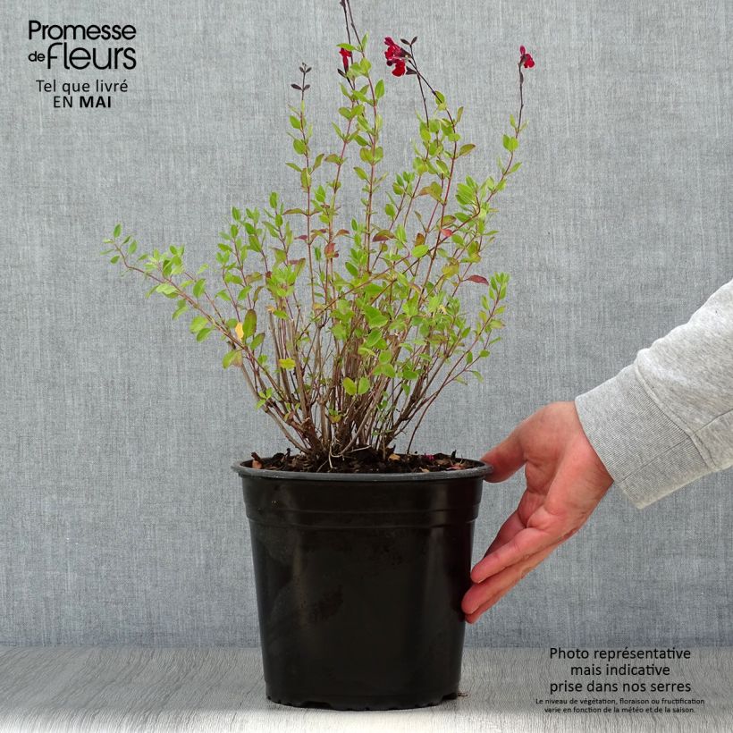 Amostra de Sálvia jamensis Reve Rouge Vaso de 4 L/5 L tal como entregue na primavera
