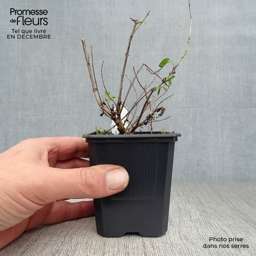 Amostra de Sauge arbustive - Salvia greggii Alba Vaso de 8/9 cm tal como entregue no inverno