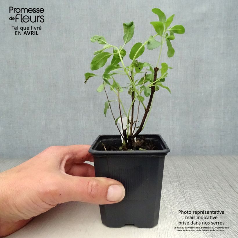 Amostra de Sálvia greggii Alba Vaso de 8/9 cm tal como entregue na primavera