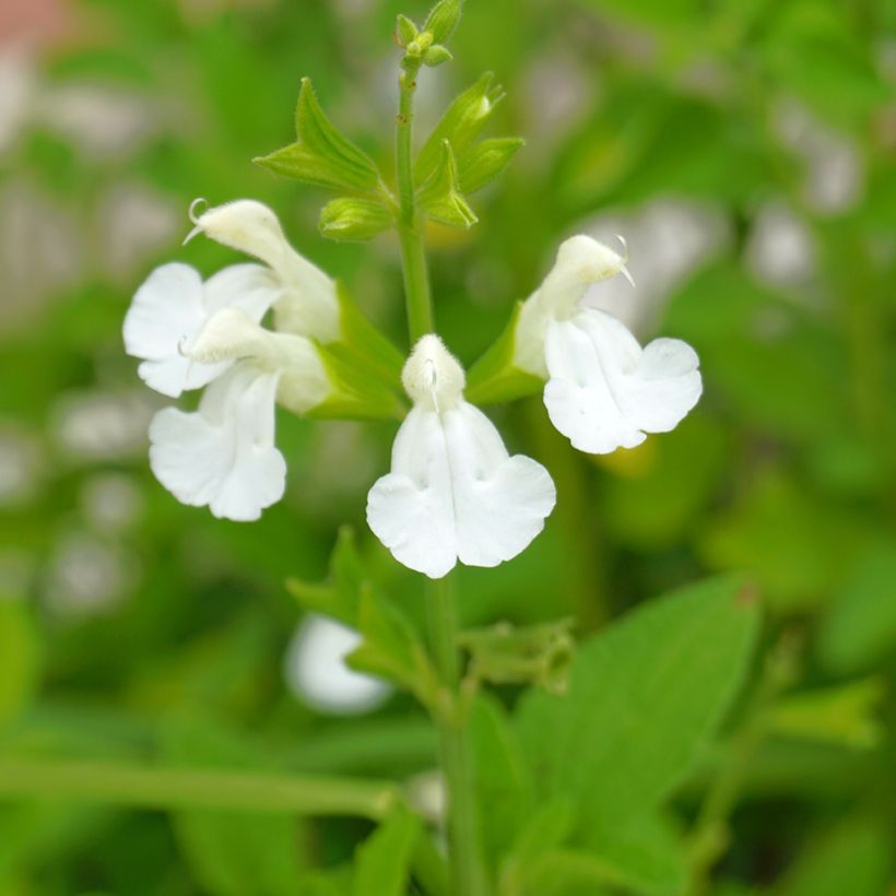 Sálvia greggii Alba (Floração)