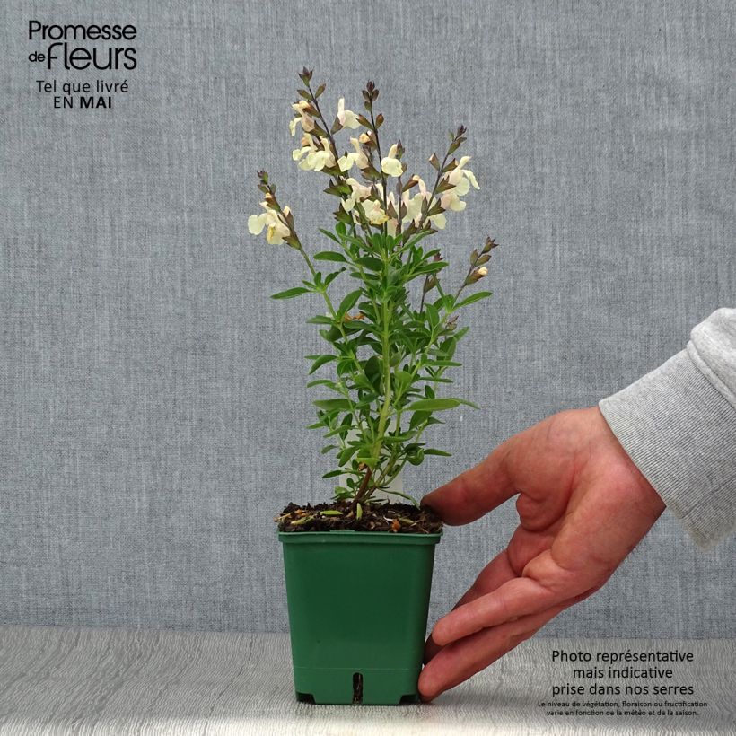 Amostra de Sálvia greggii Mirage® Cream Vaso de 8/9 cm tal como entregue na primavera