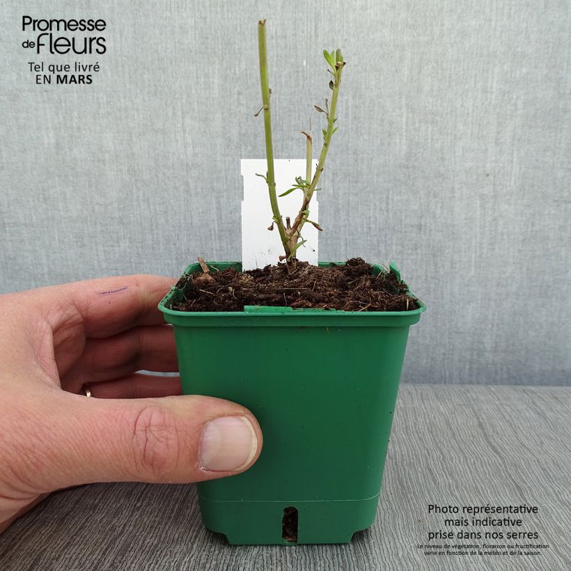 Amostra de Sauge arbustive - Salvia greggii Mirage Cream Godet de 8/9 cm tal como entregue no inverno