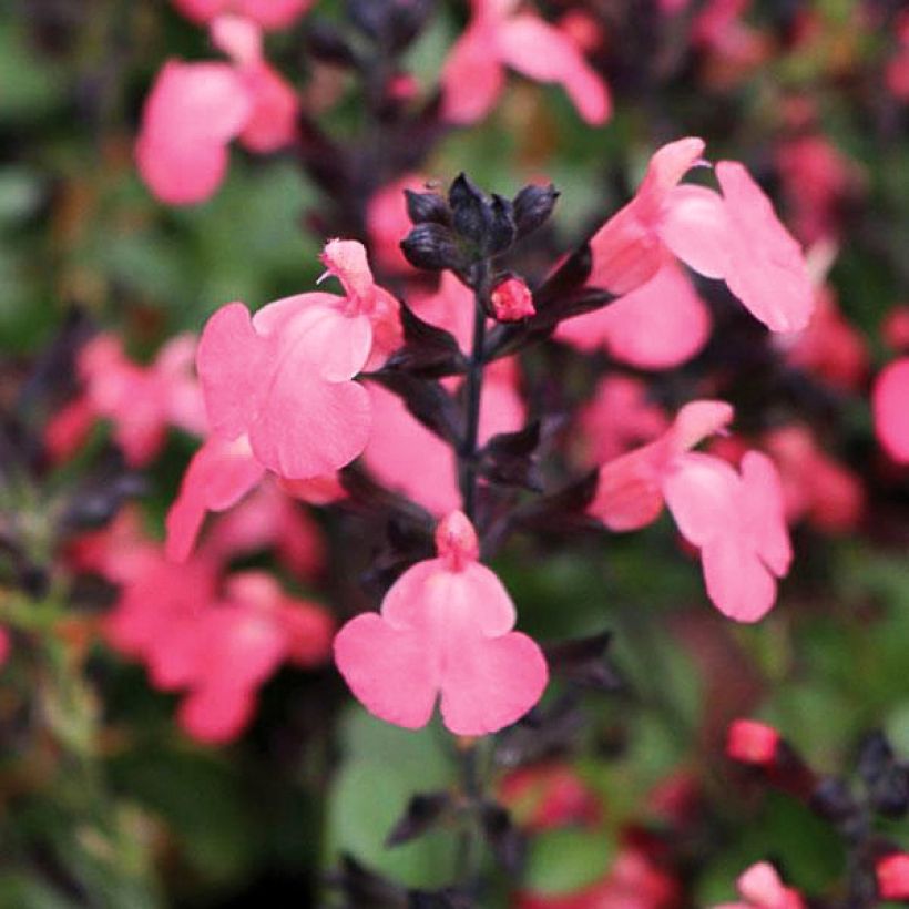 Sálvia greggii Mirage Salmon Balmirsal (Floração)