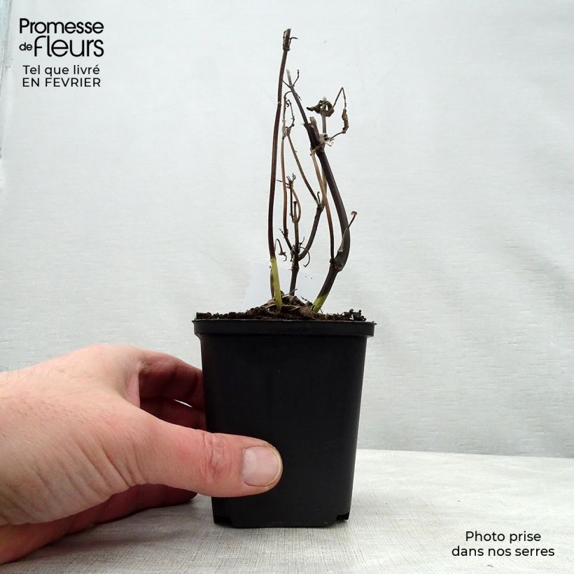 Amostra de Sauge arbustive - Salvia guaranitica Black and Blue Vaso de 7/8 cm tal como entregue no inverno