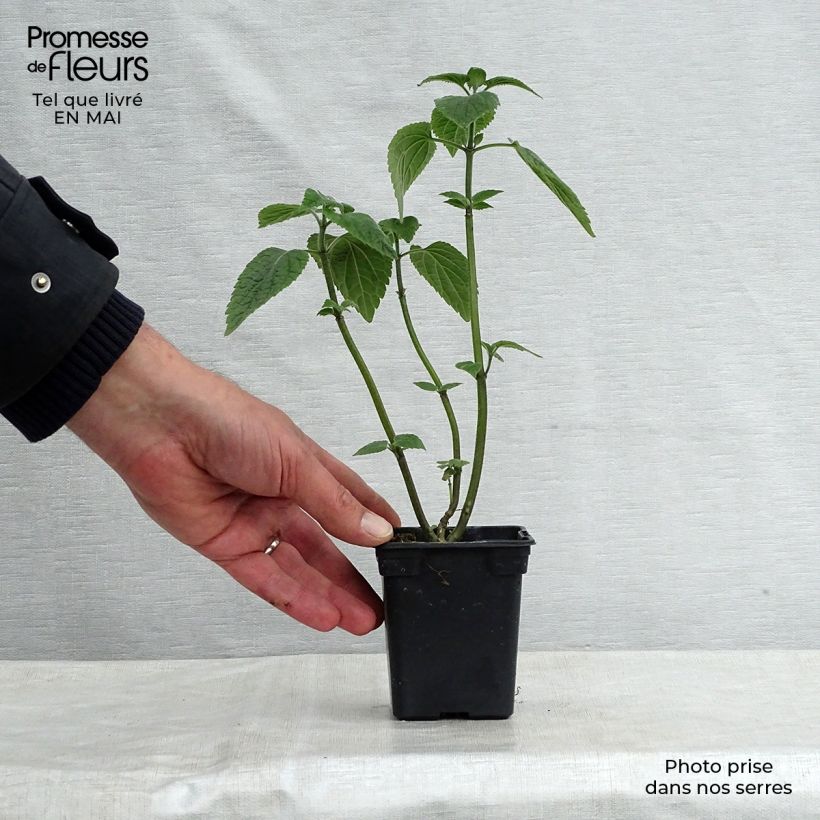 Amostra de Sálvia guaranitica Black and Blue Vaso de 7/8 cm tal como entregue na primavera