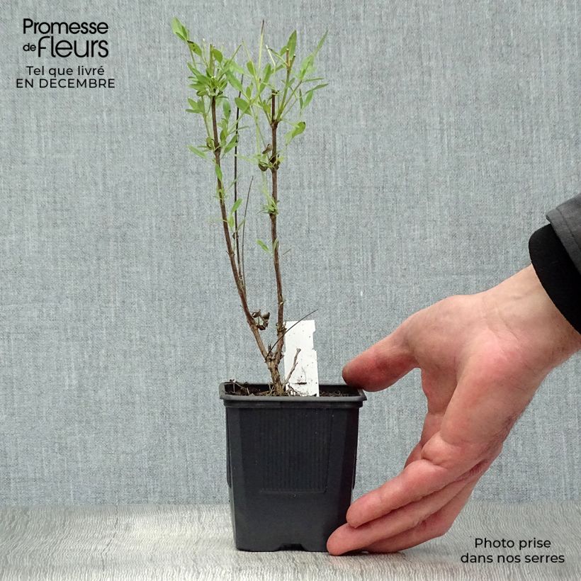 Amostra de Sálvia jamensis Raspberry Royal Vaso de 8/9 cm tal como entregue no inverno