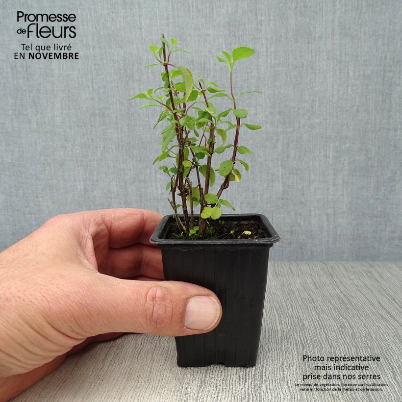 Amostra de Sálvia microphylla grahamii Hot Lips Vaso de 7/8 cm tal como entregue no outono