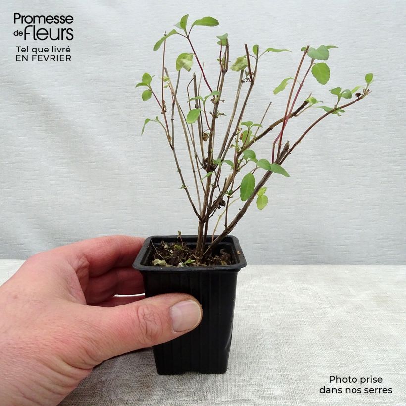 Amostra de Sauge arbustive - Salvia microphylla Hot Lips Vaso de 7/8 cm tal como entregue no inverno