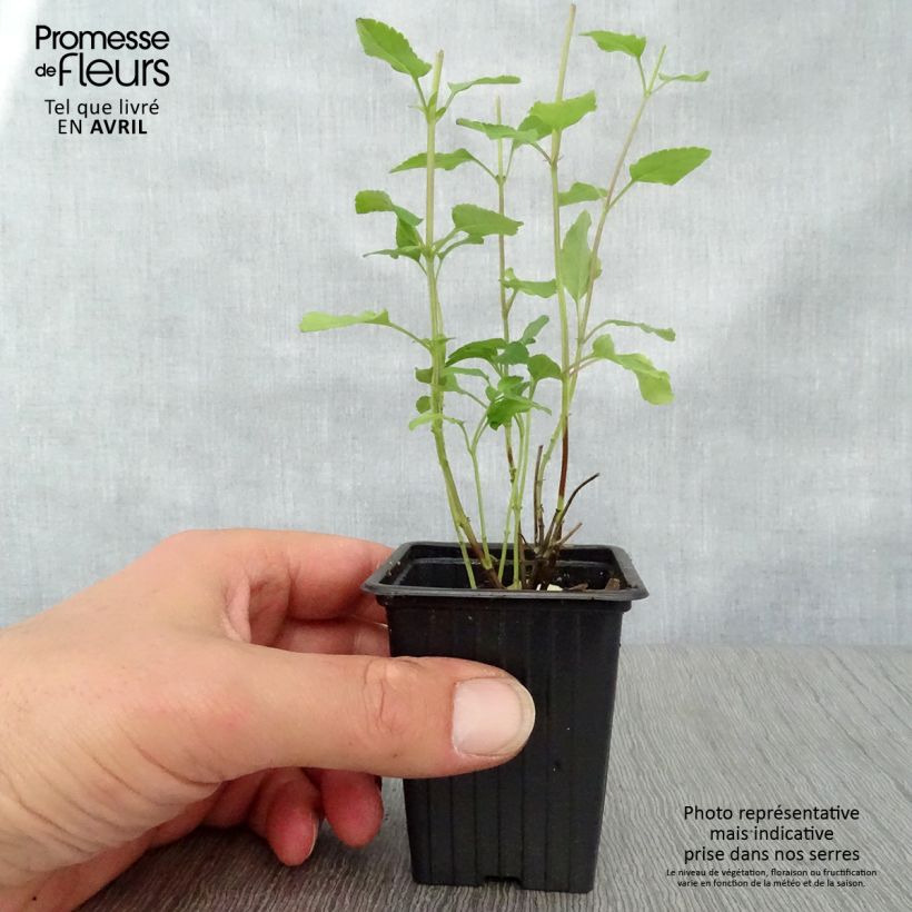 Amostra de Sálvia microphylla grahamii Hot Lips Vaso de 7/8 cm tal como entregue na primavera