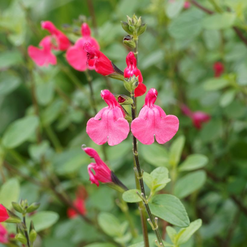 Sálvia microphylla grahamii (Floração)