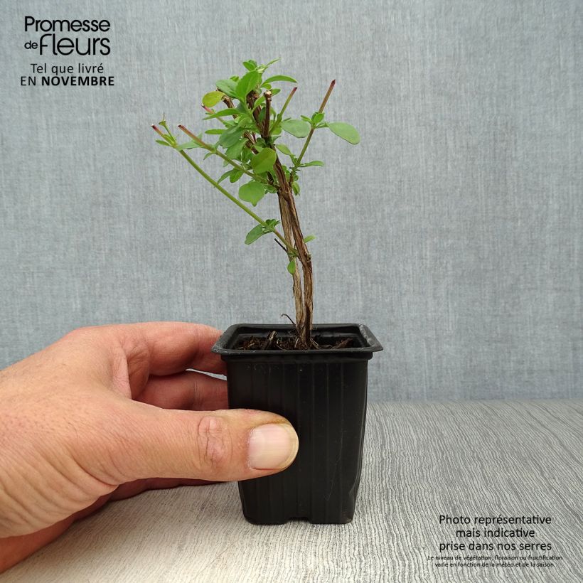 Amostra de Sálvia microphylla grahamii Vaso de 7/8 cm tal como entregue no outono