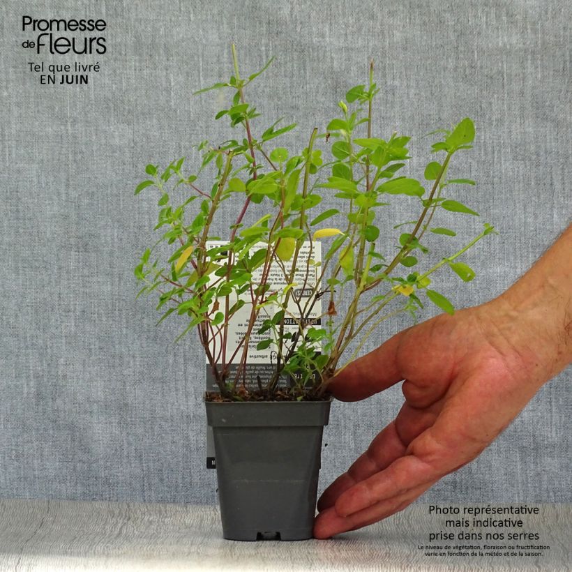 Amostra de Sálvia microphylla grahamii Vaso de 7/8 cm tal como entregue no verão
