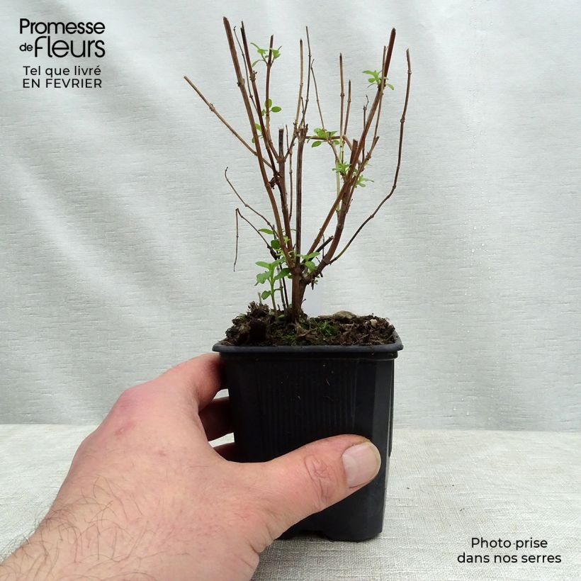 Amostra de Sálvia microphylla grahamii Vaso de 7/8 cm tal como entregue no inverno