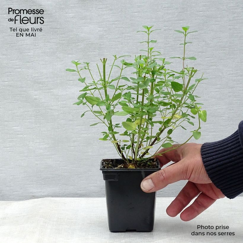 Amostra de Sálvia microphylla grahamii Vaso de 7/8 cm tal como entregue na primavera