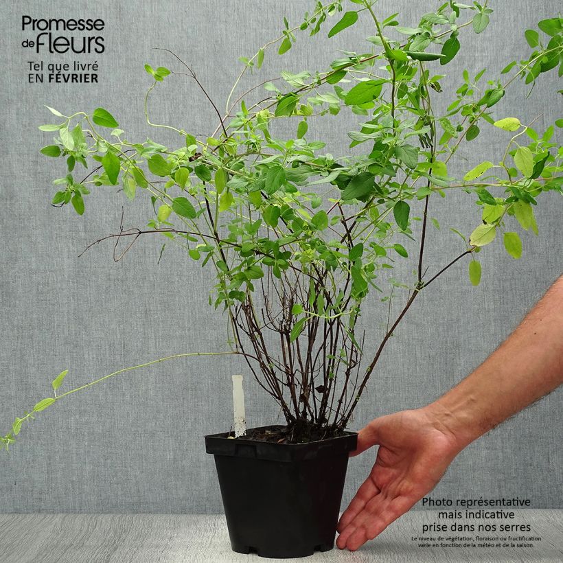Amostra de Sálvia microphylla grahamii Vaso de 2 L/3 L tal como entregue no outono