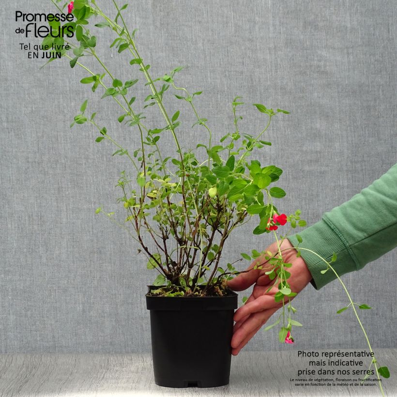 Amostra de Sálvia microphylla grahamii Vaso de 2 L/3 L tal como entregue no verão