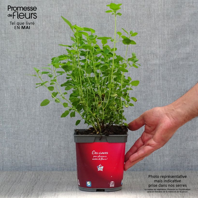 Amostra de Sálvia microphylla grahamii Vaso de 2 L/3 L tal como entregue na primavera