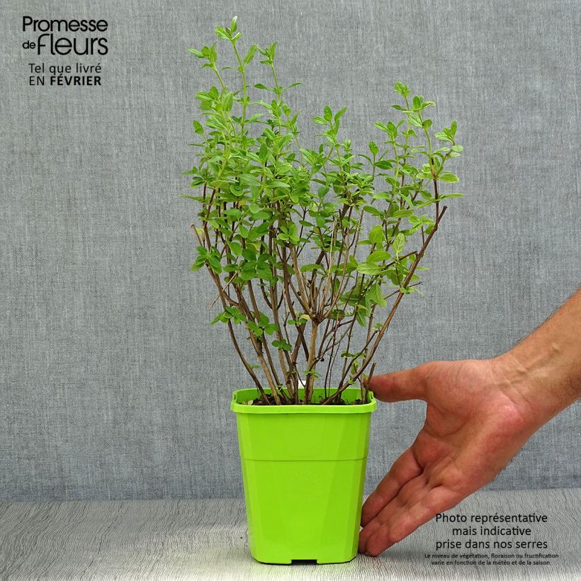 Amostra de Sauge arbustive So Cool Pale Blue - Salvia microphylla Pot de 1L/1,5L tal como entregue no outono
