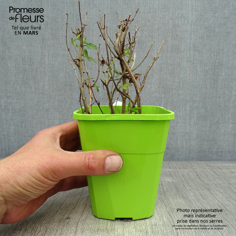 Amostra de Sálvia microphylla So Cool Pale Blue Vaso de 1 L/1,5 L tal como entregue na primavera