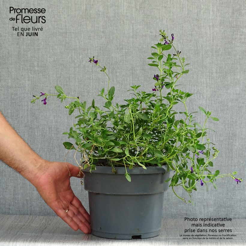 Amostra de Sálvia jamensis Violette de Loire® Barsal Vaso de 4 L/5 L tal como entregue no verão
