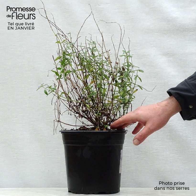 Amostra de Sálvia jamensis Violette de Loire® Barsal Vaso de 4 L/5 L tal como entregue no inverno