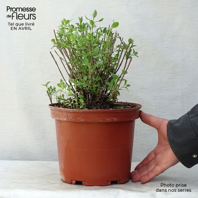 Amostra de Sálvia jamensis Violette de Loire® Barsal Vaso de 4 L/5 L tal como entregue na primavera