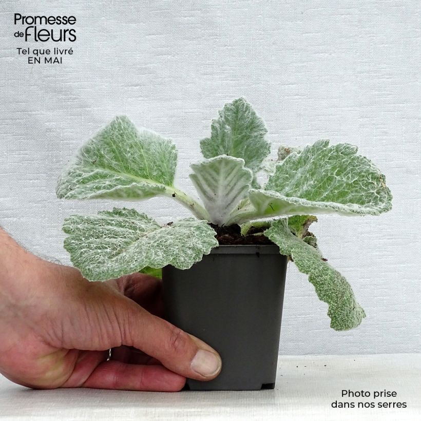 Amostra de Sálvia argentea Vaso de 8/9 cm tal como entregue na primavera