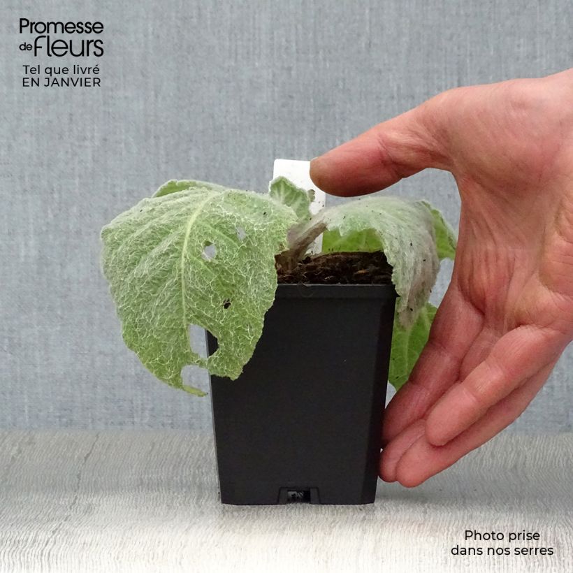 Amostra de Sauge argentée - Salvia argentea  Vaso de 8/9 cm tal como entregue no inverno