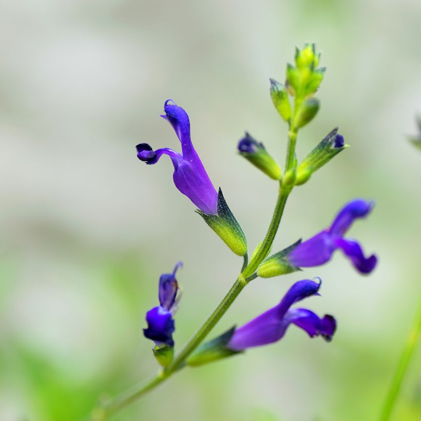 Sálvia coahuilensis (Floração)