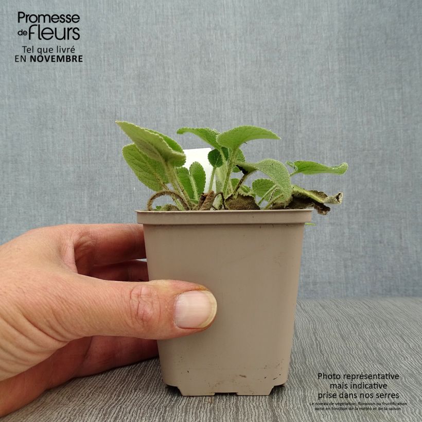 Amostra de Phlomis samia Vaso de 8/9 cm tal como entregue no outono