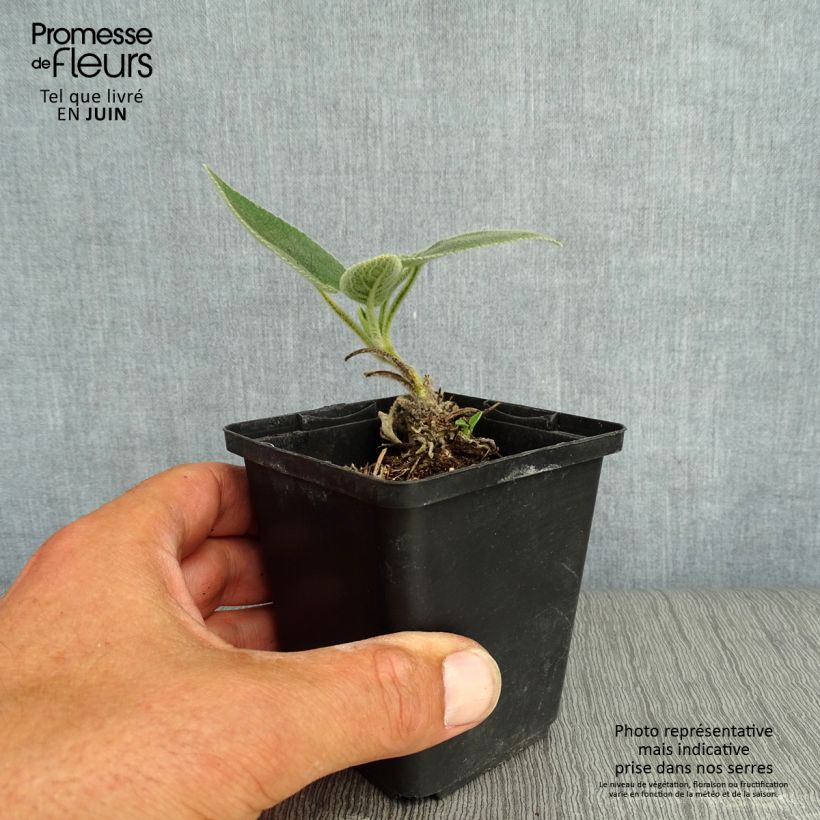 Amostra de Phlomis samia Vaso de 8/9 cm tal como entregue no verão