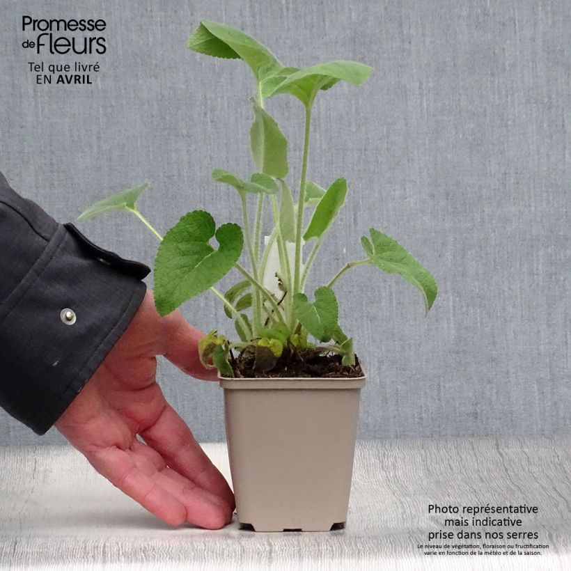 Amostra de Phlomis samia Vaso de 8/9 cm tal como entregue na primavera