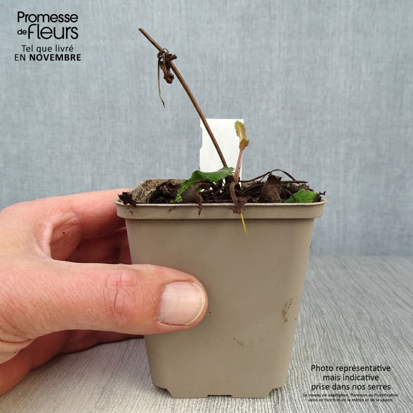 Amostra de Sálvia nemorosa Viola Klose Vaso de 8/9 cm tal como entregue no outono