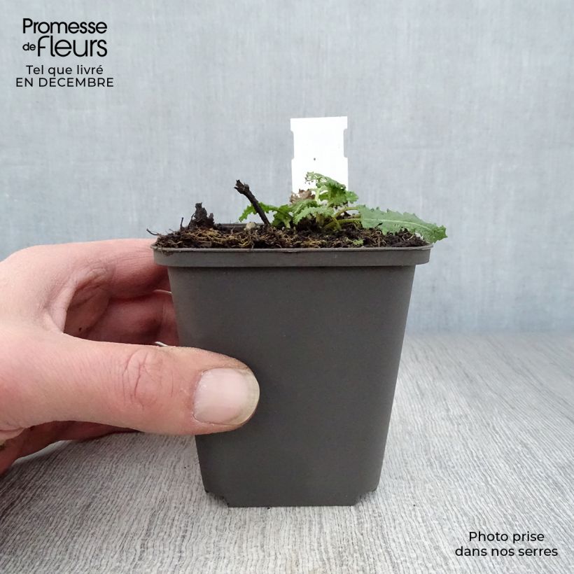 Amostra de Sálvia nemorosa Viola Klose Vaso de 8/9 cm tal como entregue no inverno