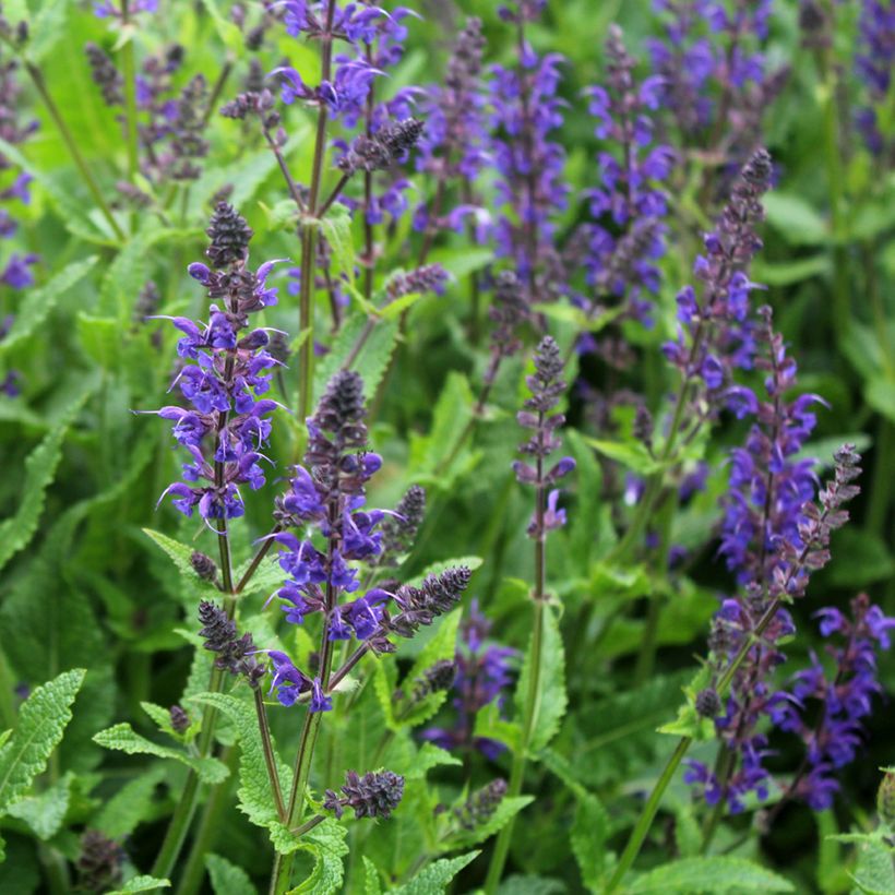 Sálvia nemorosa Viola Klose (Floração)