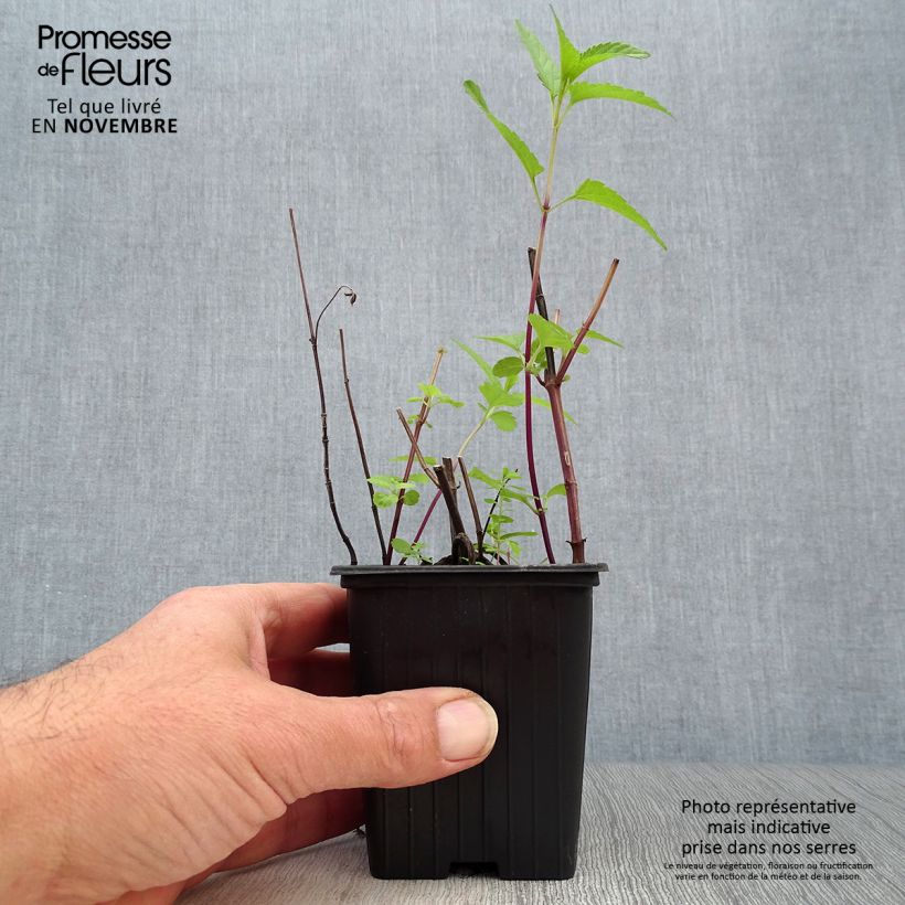 Amostra de Sálvia uliginosa - Sálvia-dos-pântanos Vaso de 7/8 cm tal como entregue no outono