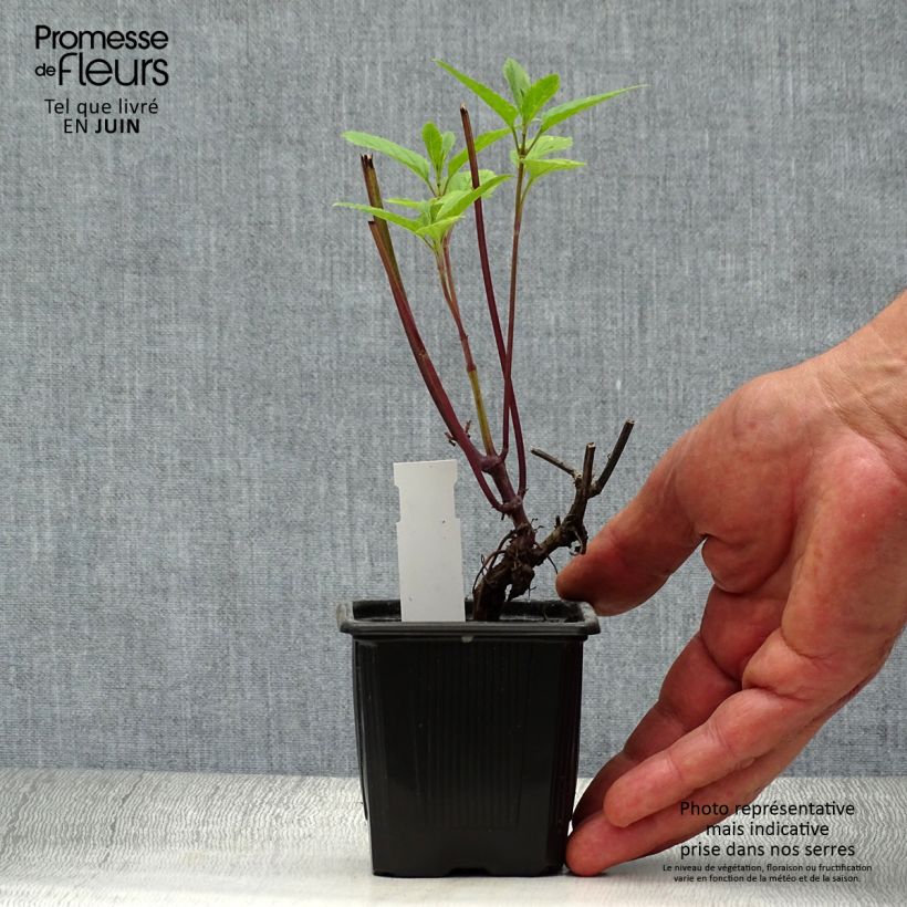 Amostra de Sálvia uliginosa - Sálvia-dos-pântanos Vaso de 7/8 cm tal como entregue no verão