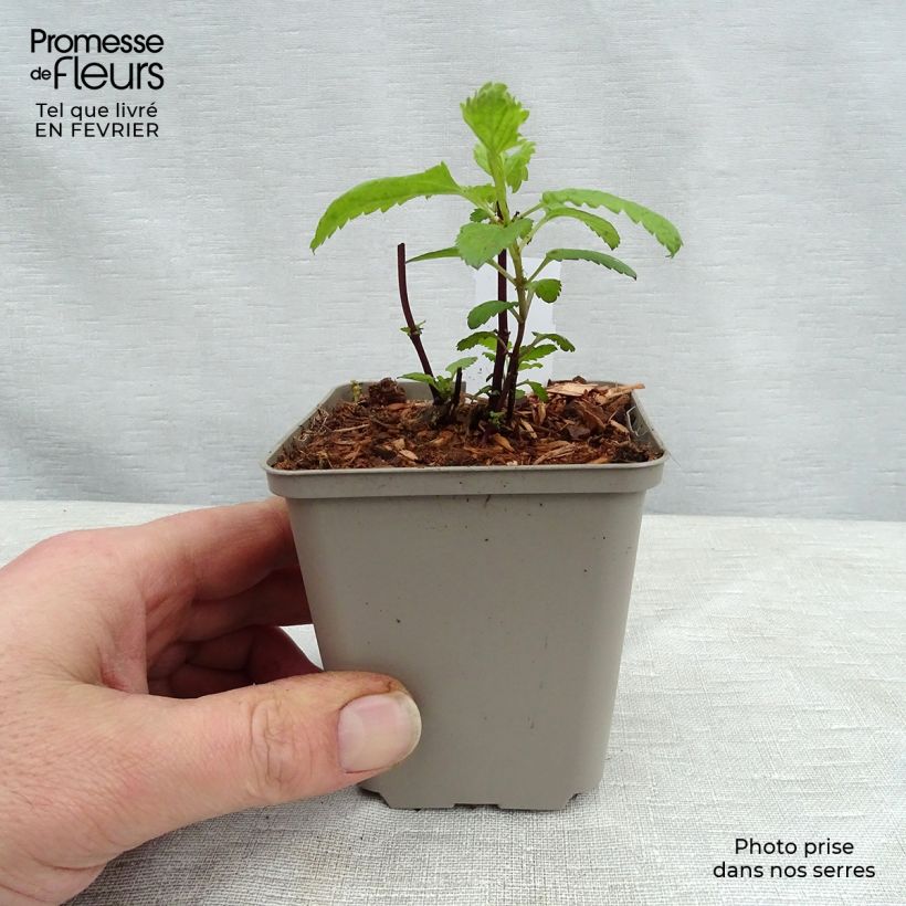 Amostra de Sauge des marais - Salvia uliginosa Vaso de 7/8 cm tal como entregue no inverno