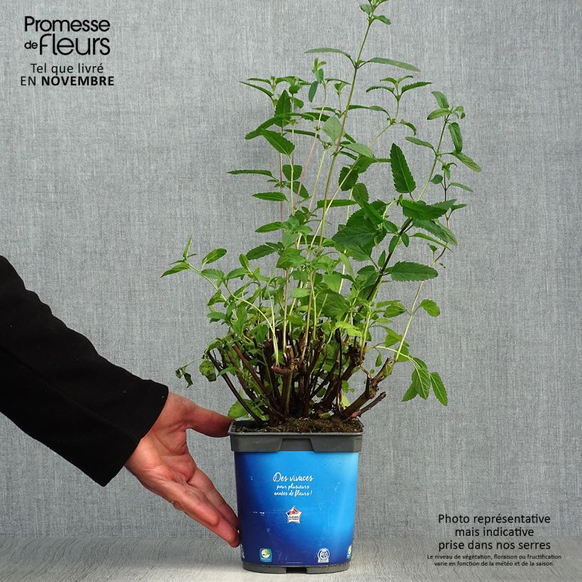 Amostra de Sálvia uliginosa - Sálvia-dos-pântanos Vaso de 2 L/3 L tal como entregue no outono