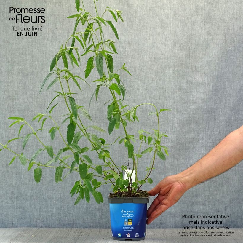 Amostra de Sálvia uliginosa - Sálvia-dos-pântanos Vaso de 2 L/3 L tal como entregue no verão