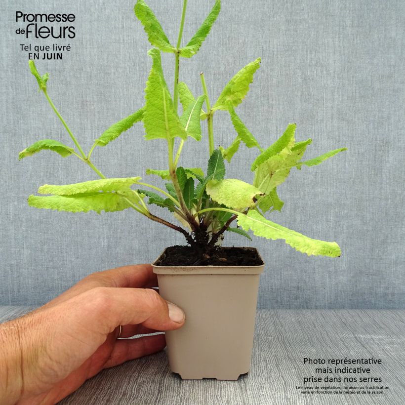 Amostra de Sálvia pratensis Pink Delight® Vaso de 8/9 cm tal como entregue no verão