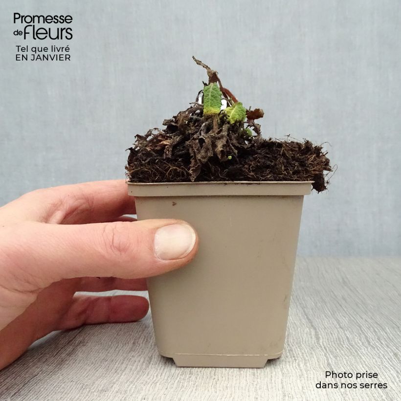 Amostra de Sauge des prés - Salvia pratensis Pink Delight® Vaso de 8/9 cm tal como entregue no inverno