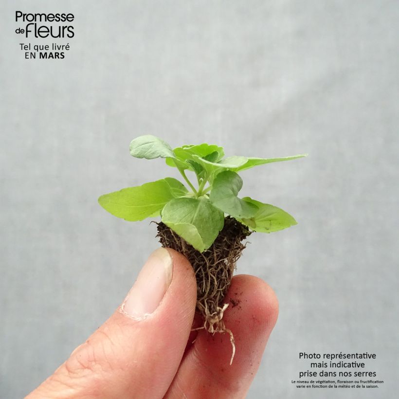 Amostra de Sálvia farinacea Saga bleue Jardimotte: torrão de 3,8 cm x 3,2 cm em tabuleiro de cultivo de 16 unidades tal como entregue na primavera