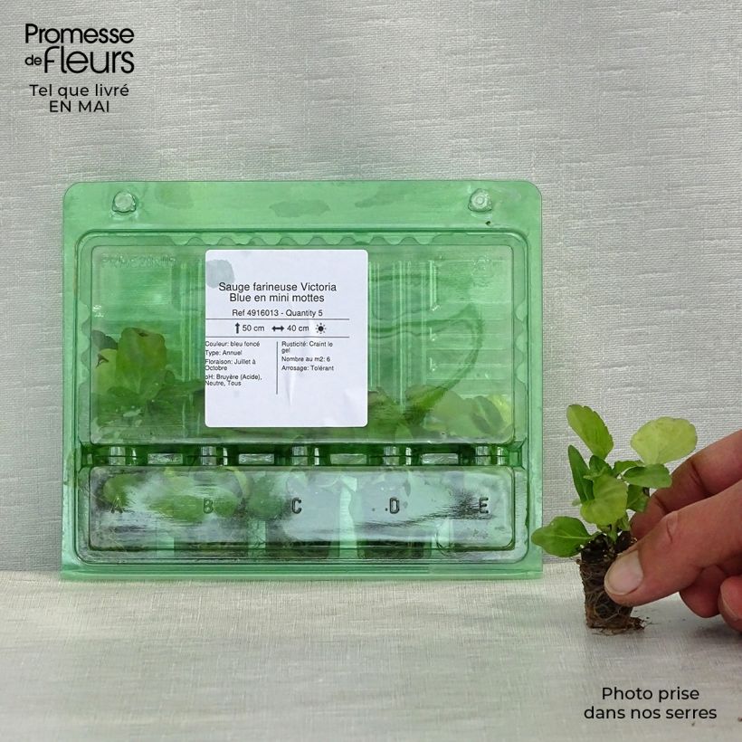 Amostra de Sauge farineuse Victoria Blue - Salvia farinacea Mini-motte Ø 3/4 cm tal como entregue na primavera