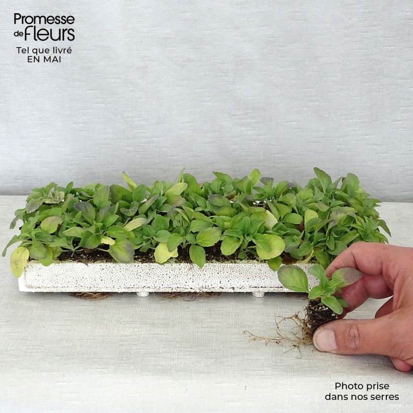 Amostra de Sauge farineuse Victoria Blue - Salvia farinacea Minimotte : motte 2,2 cm x 2 cm en plaque de culture par 35 tal como entregue na primavera