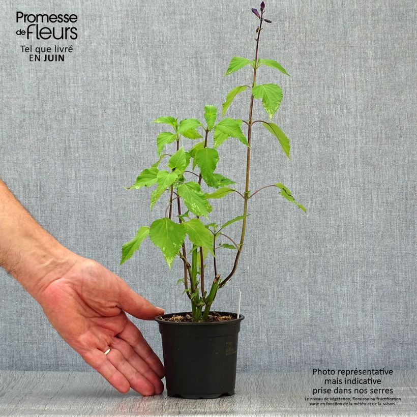 Amostra de Sálvia Amistad violet Vaso de 8/9 cm tal como entregue no verão