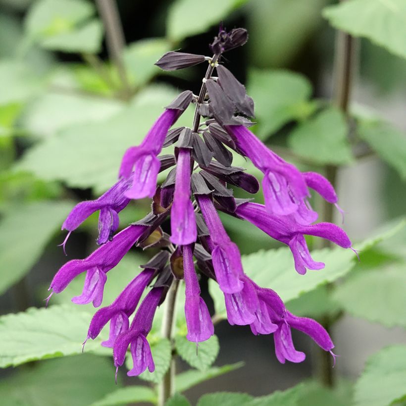 Sálvia Amistad violet (Floração)