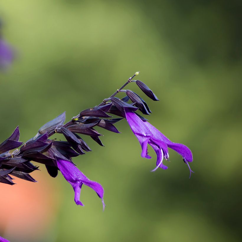 Sálvia Amistad violet (Floração)
