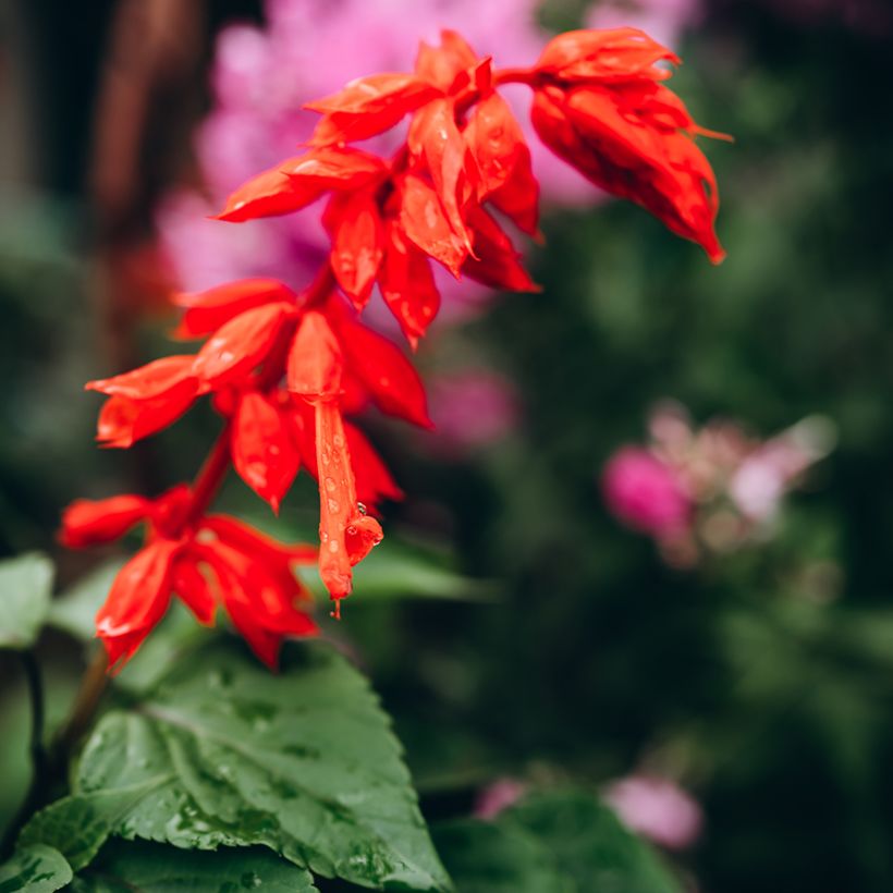 Sálvia hybrida Embers Wish (Floração)